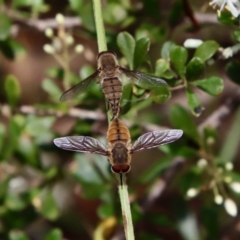 Trichophthalma punctata (Tangle-vein fly) at Deakin, ACT - 13 Jan 2022 by LisaH