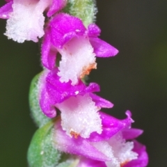 Spiranthes australis (Austral Ladies Tresses) at Lower Cotter Catchment - 17 Jan 2022 by Harrisi