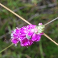 Spiranthes australis at Cotter River, ACT - 17 Jan 2022