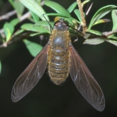 Comptosia sp. (genus) (Unidentified Comptosia bee fly) at Lower Cotter Catchment - 17 Jan 2022 by Harrisi