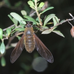 Comptosia sp. (genus) at Cotter River, ACT - 17 Jan 2022