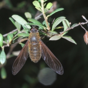 Comptosia sp. (genus) at Cotter River, ACT - 17 Jan 2022