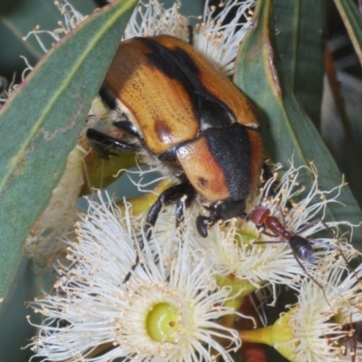 Chondropyga dorsalis (Cowboy beetle) at Cotter Reserve - 17 Jan 2022 by Harrisi