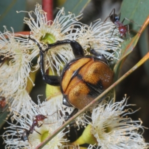 Chondropyga dorsalis at Coree, ACT - 17 Jan 2022