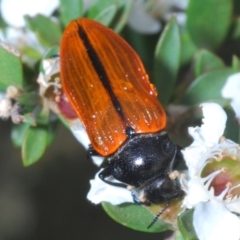 Castiarina rufipennis (Jewel beetle) at Cotter River, ACT - 17 Jan 2022 by Harrisi