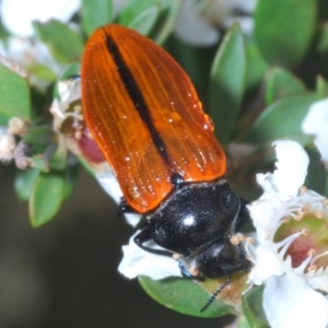 Castiarina rufipennis (Jewel beetle) at Cotter River, ACT by Harrisi