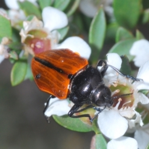 Castiarina rufipennis at Cotter River, ACT - 17 Jan 2022