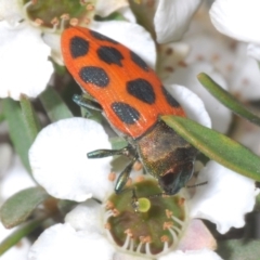 Castiarina octomaculata (A jewel beetle) at Namadgi National Park - 17 Jan 2022 by Harrisi