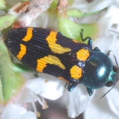 Castiarina flavopicta (Flavopicta jewel beetle) at Cotter River, ACT - 17 Jan 2022 by Harrisi