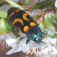 Castiarina flavopicta at Cotter River, ACT - 17 Jan 2022