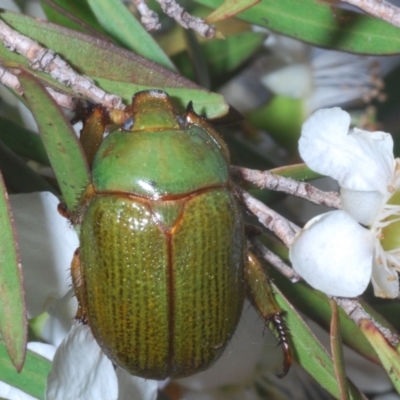 Paraschizognathus prasinus (Scarab Beetle) at Tianjara, NSW - 16 Jan 2022 by Harrisi