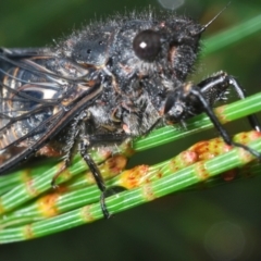 Unidentified Cicada (Hemiptera, Cicadoidea) (TBC) at Tianjara, NSW - 16 Jan 2022 by Harrisi