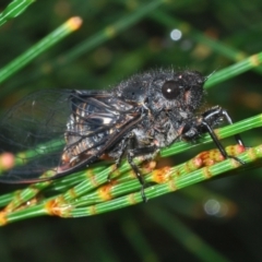 Pauropsalta mneme at Tianjara, NSW - 16 Jan 2022