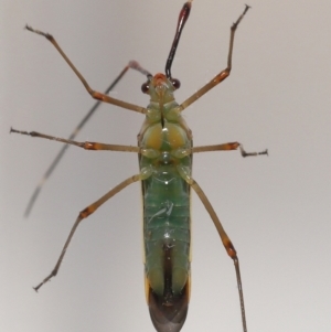 Rayieria acaciae at Evatt, ACT - 8 Jan 2022