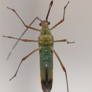 Unidentified True bug (Hemiptera, Heteroptera) (TBC) at suppressed by TimL
