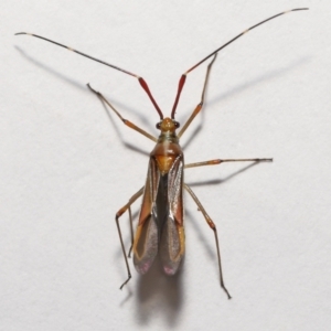 Rayieria acaciae at Evatt, ACT - 8 Jan 2022