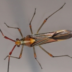 Rayieria acaciae at Evatt, ACT - 8 Jan 2022