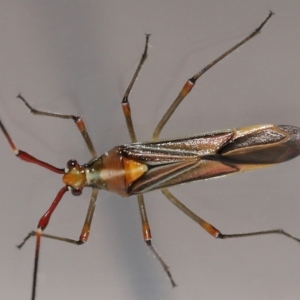 Rayieria acaciae at Evatt, ACT - 8 Jan 2022