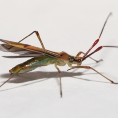 Rayieria acaciae at Evatt, ACT - 8 Jan 2022