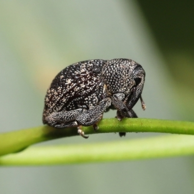 Cleogonini sp. (tribe) (Weevil) at Acton, ACT - 16 Jan 2022 by TimL