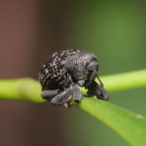 Cleogonini sp. (tribe) at Acton, ACT - 16 Jan 2022 12:07 PM