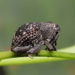 Cleogonini sp. (tribe) at Acton, ACT - 16 Jan 2022