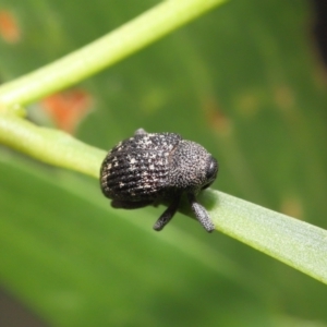 Cleogonini sp. (tribe) at Acton, ACT - 16 Jan 2022 12:07 PM