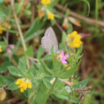 Zizina otis (Common Grass-Blue) at Pambula, NSW - 2 Jan 2022 by KylieWaldon