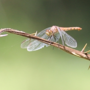 Diplacodes melanopsis at Pambula, NSW - 3 Jan 2022