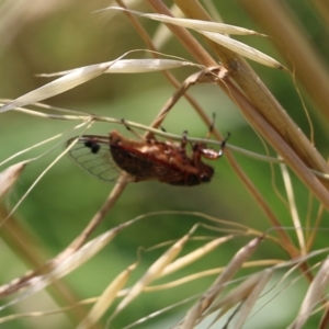 Unidentified Cicada (Hemiptera, Cicadoidea) (TBC) at suppressed by KylieWaldon