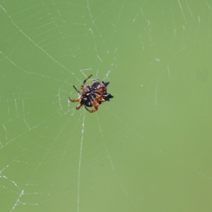 Austracantha minax at Pambula, NSW - 3 Jan 2022 01:08 PM