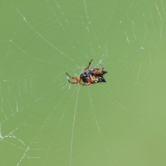 Austracantha minax at Pambula, NSW - 3 Jan 2022 01:08 PM