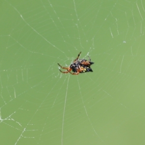 Austracantha minax at Pambula, NSW - 3 Jan 2022