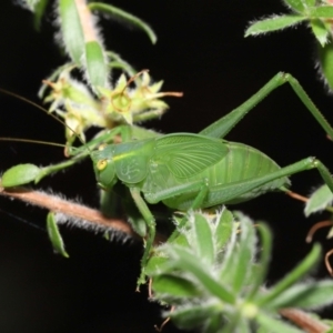 Caedicia simplex at Acton, ACT - 14 Jan 2022 12:09 PM