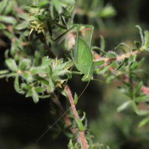 Caedicia simplex at Acton, ACT - 14 Jan 2022