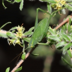 Caedicia simplex at Acton, ACT - 14 Jan 2022