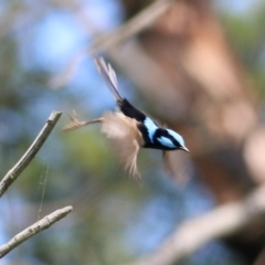 Malurus cyaneus (Superb Fairywren) at Pambula, NSW - 3 Jan 2022 by KylieWaldon