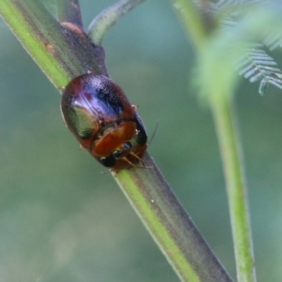 Dicranosterna immaculata (Acacia leaf beetle) at Pambula, NSW - 3 Jan 2022 by KylieWaldon