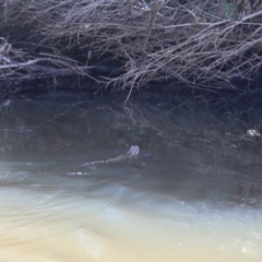 Intellagama lesueurii (Australian Water Dragon) at Pambula, NSW - 3 Jan 2022 by KylieWaldon