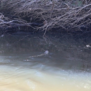 Intellagama lesueurii at Pambula, NSW - 3 Jan 2022 01:25 PM