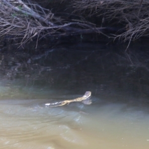 Intellagama lesueurii at Pambula, NSW - 3 Jan 2022 01:25 PM