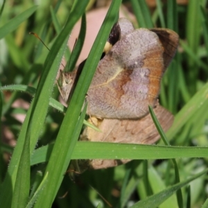 Heteronympha merope at Pambula, NSW - 3 Jan 2022