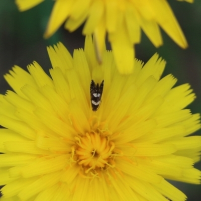 Glyphipterix meteora at Panboola - 3 Jan 2022 by KylieWaldon