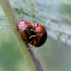 Dicranosterna immaculata (Acacia leaf beetle) at Pambula, NSW - 3 Jan 2022 by KylieWaldon