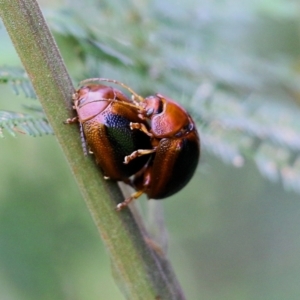 Unidentified Beetle (Coleoptera) (TBC) at suppressed by KylieWaldon