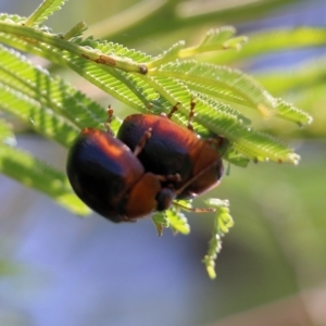 Dicranosterna immaculata at Pambula, NSW - 3 Jan 2022