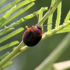 Dicranosterna immaculata at Pambula, NSW - 3 Jan 2022