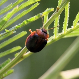 Dicranosterna immaculata at Pambula, NSW - 3 Jan 2022 01:49 PM