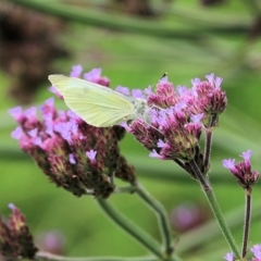 Pieris rapae (Cabbage White) at Panboola - 3 Jan 2022 by KylieWaldon