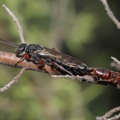 Thynninae (subfamily) (Smooth flower wasp) at Acton, ACT - 14 Jan 2022 by TimL